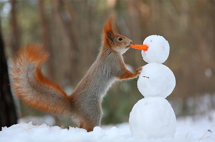 Nieve